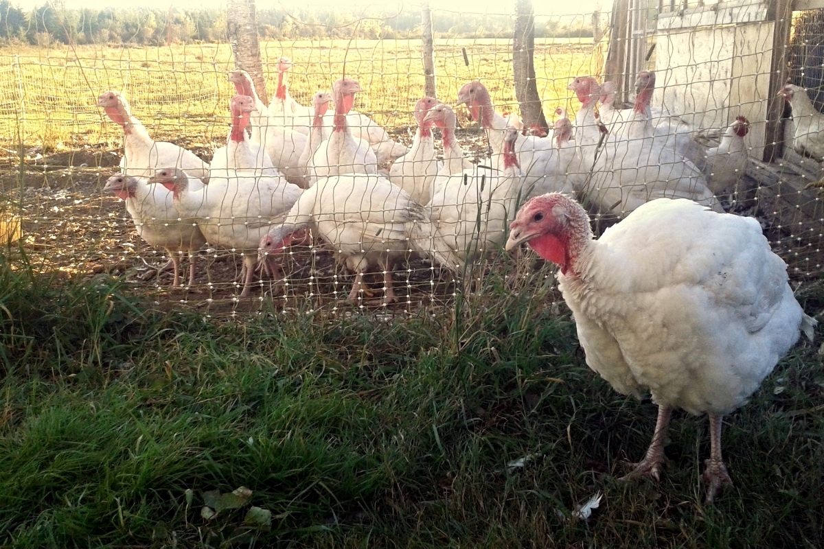 turkeys.jpg
