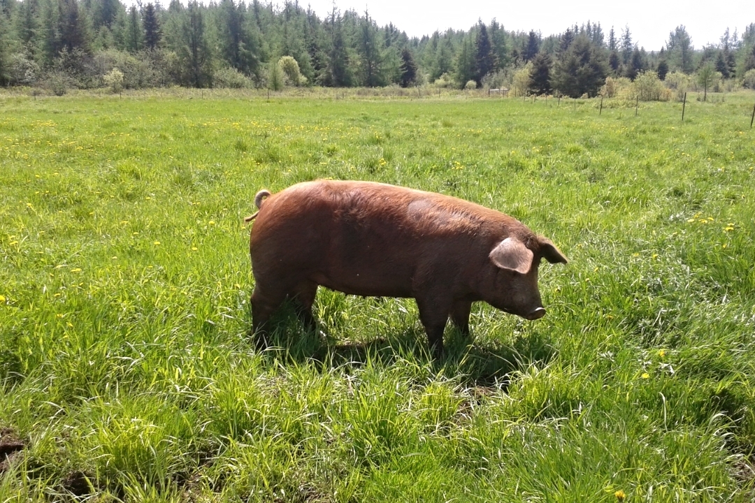 PasturePig.jpg