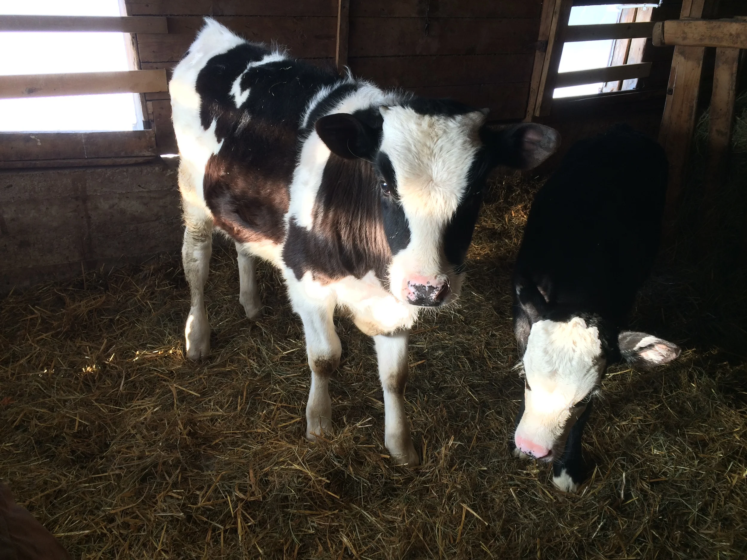CowsInaLine.jpg