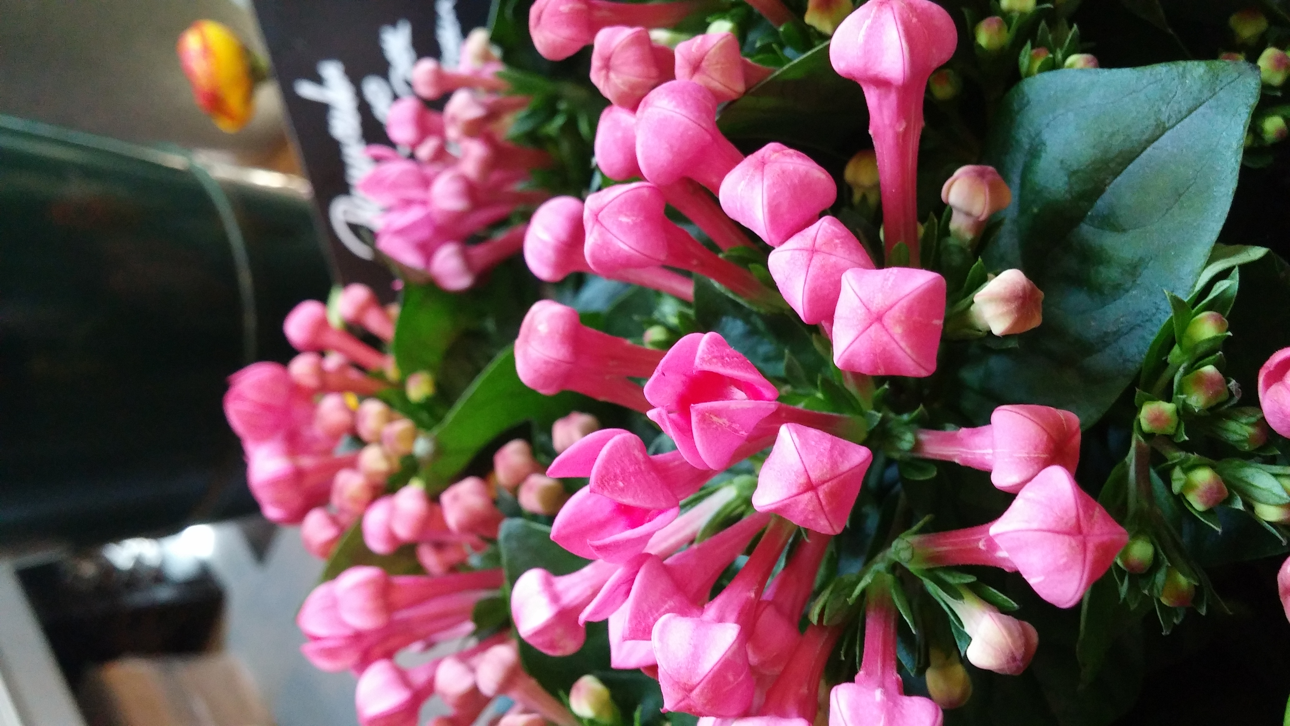 Some of the flowers at the Grand Central Market that were just so captivating...forgot to capture the food...