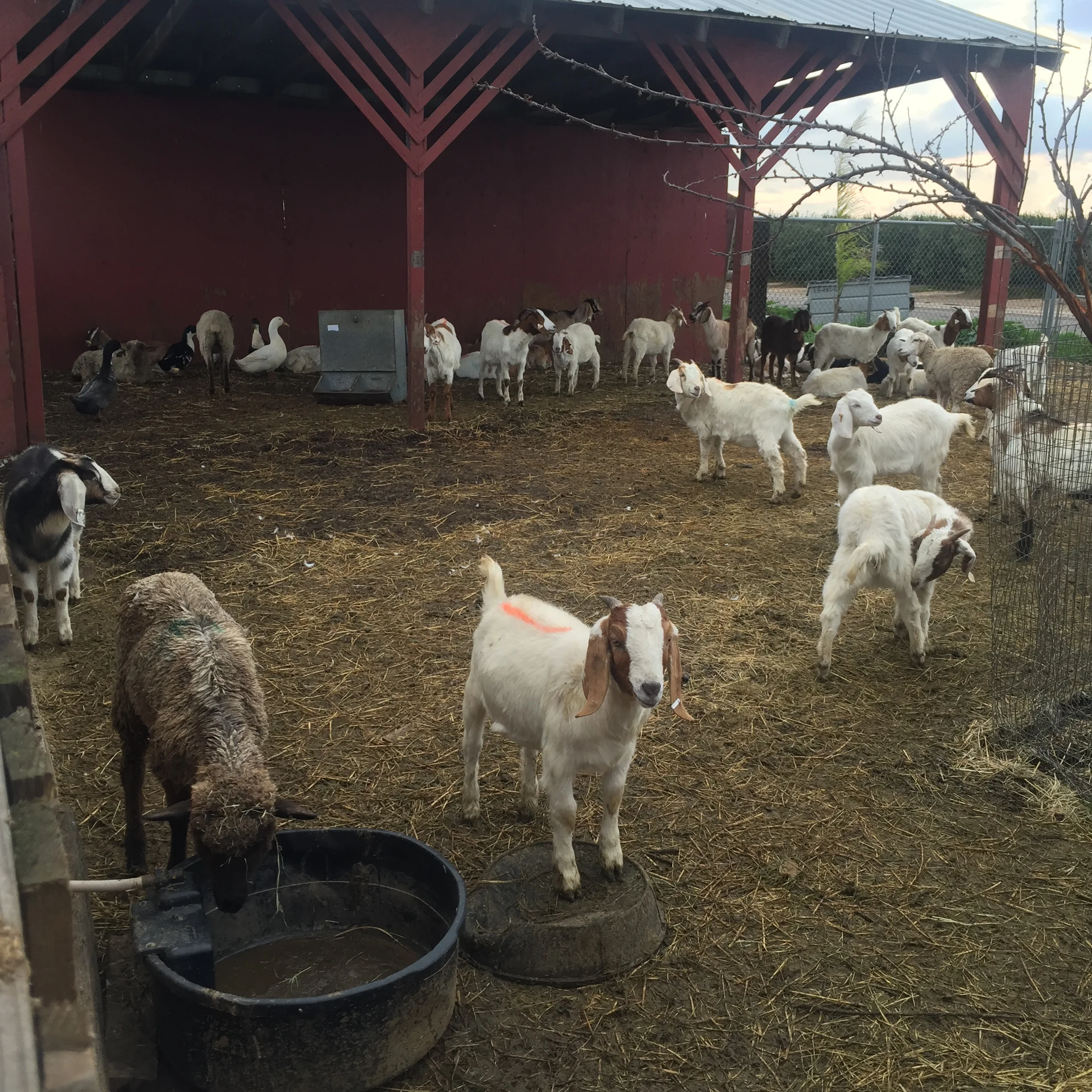 Goats hanging out...with geese? Everybody seems to just get along on this farm.