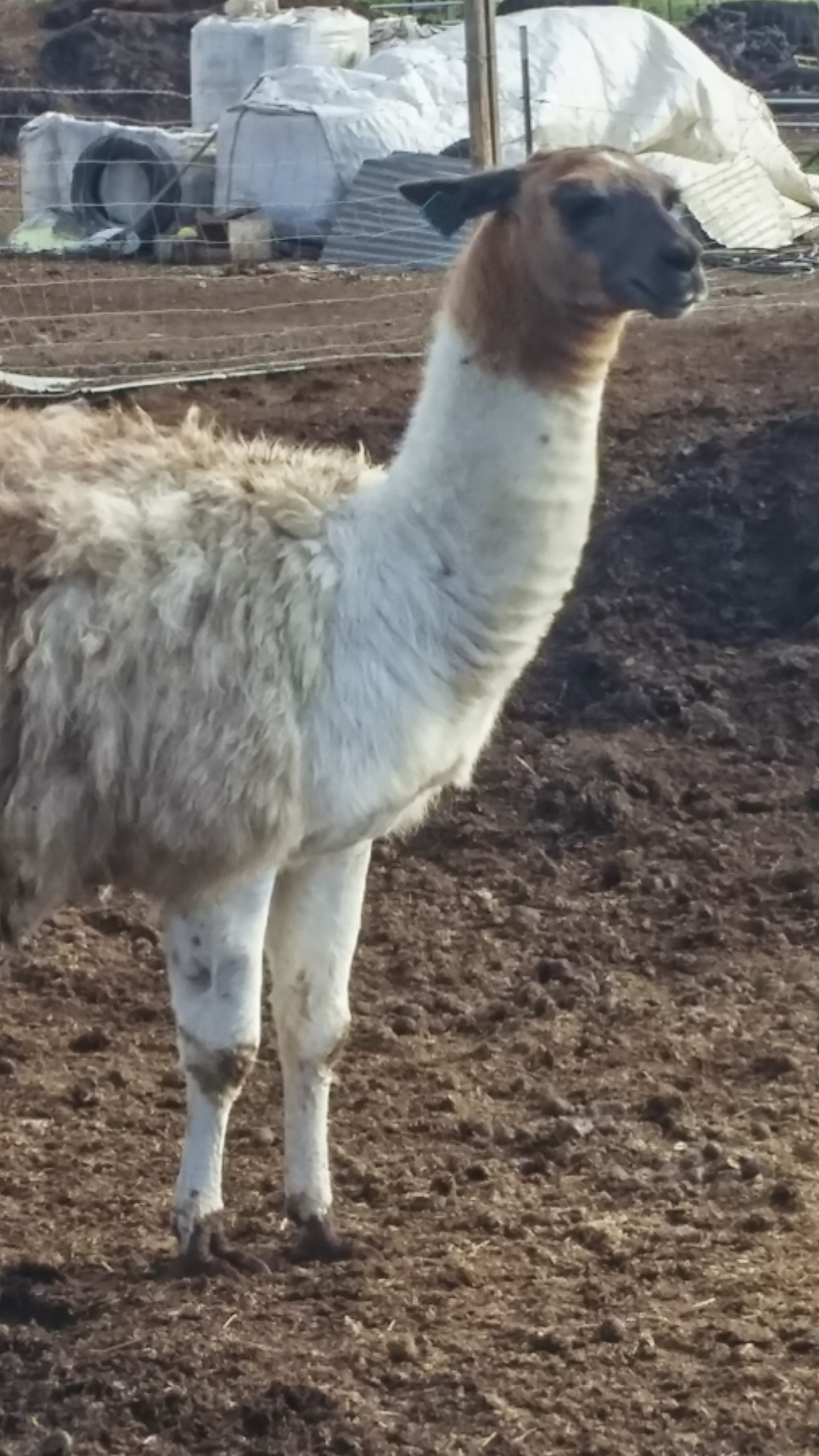 This llama seemed to know answers to life questions. He was so posed, regal, and seemingly wise. We bet this llama knew we were going to be here before we knew we going to be here. Besides being all-knowing psychic entities, this llama is also known for protecting the sheep from outside predators. How does he do it? We'll never know.