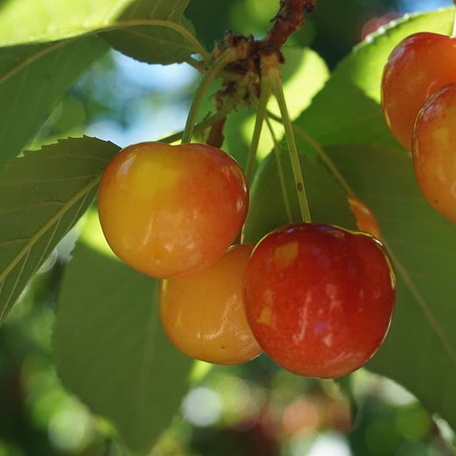 Summer means...CHERRIES! 
We had fun picking these lovely Bing and Rainer Cherries straight off the trees. 
Fresh-picked Cherries also mean a classic dessert is in the works... #sandc #summer #seasonal #la #cherries #🍒 #cherry #food #fruit #sonya600