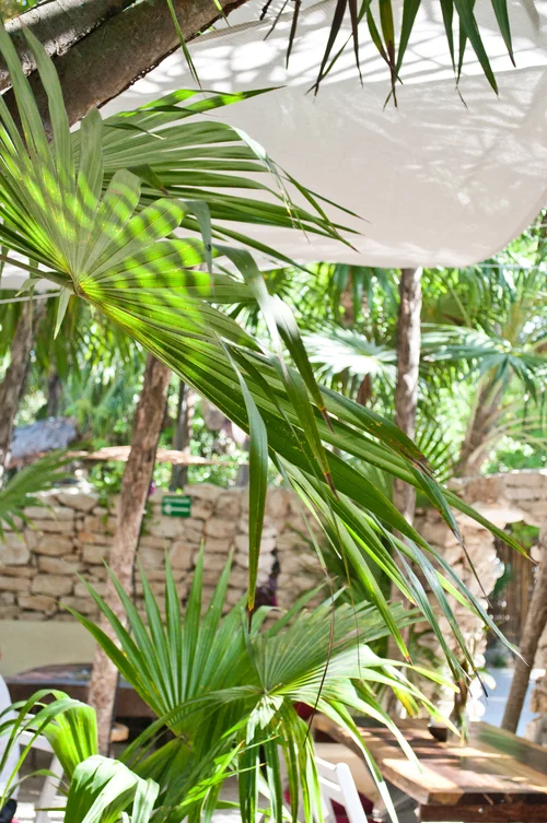 Canopia_Web-77.jpg