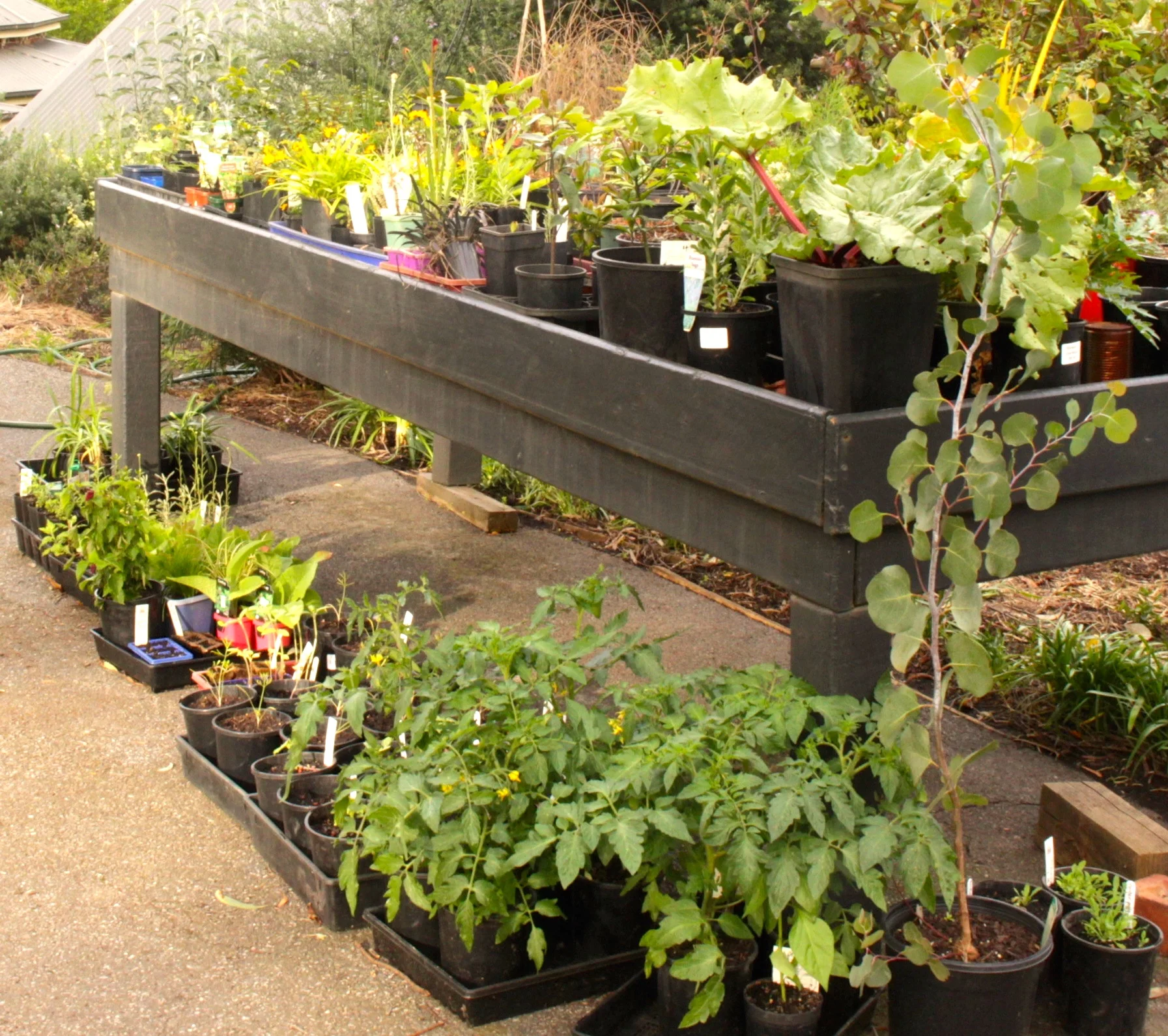 My propagating table. It's also where I hide the occasional new plant.