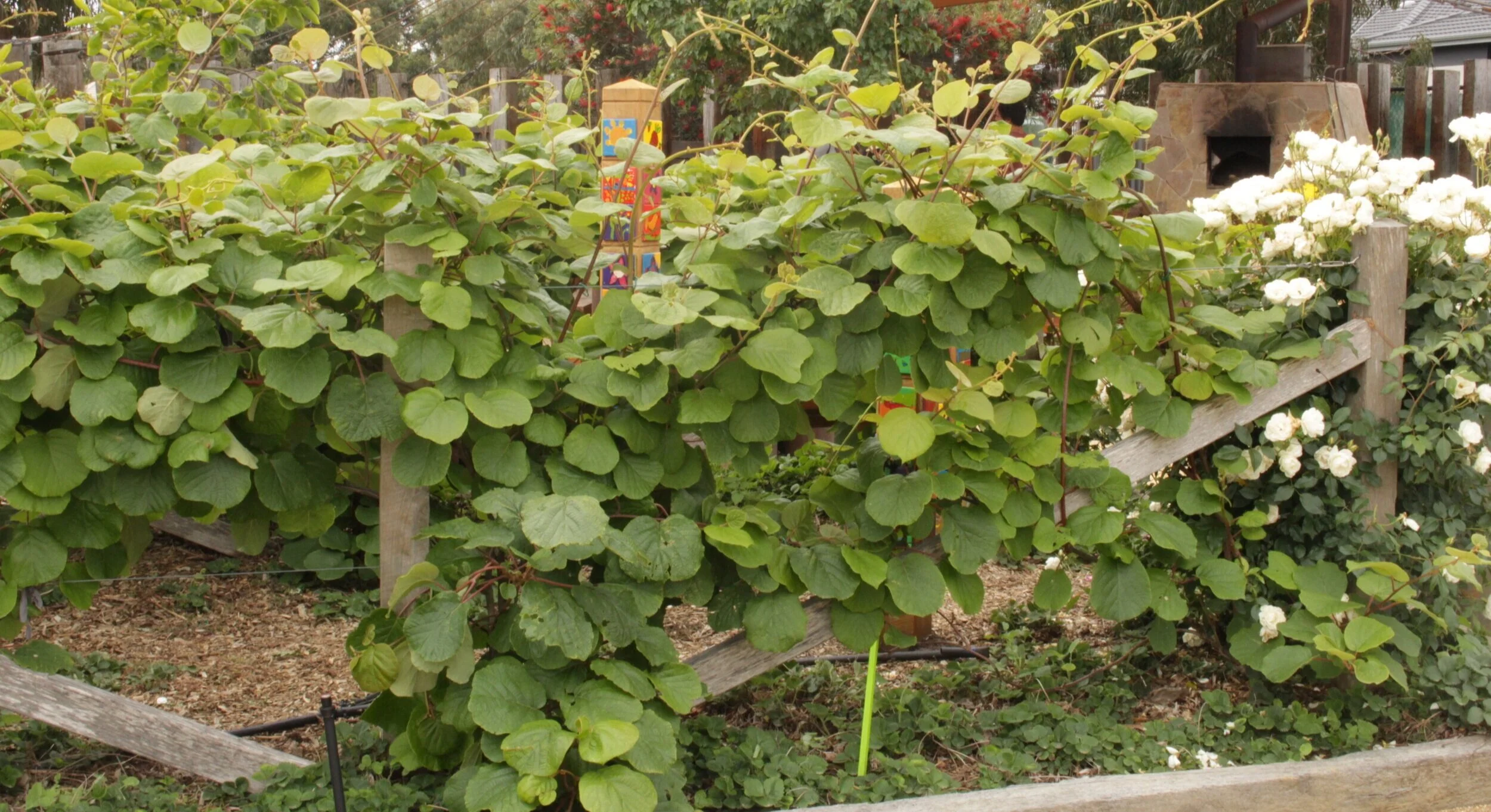 Kiwifruit vine used to divide/screen different parts of a kitchen garden at Mornington Primary School.