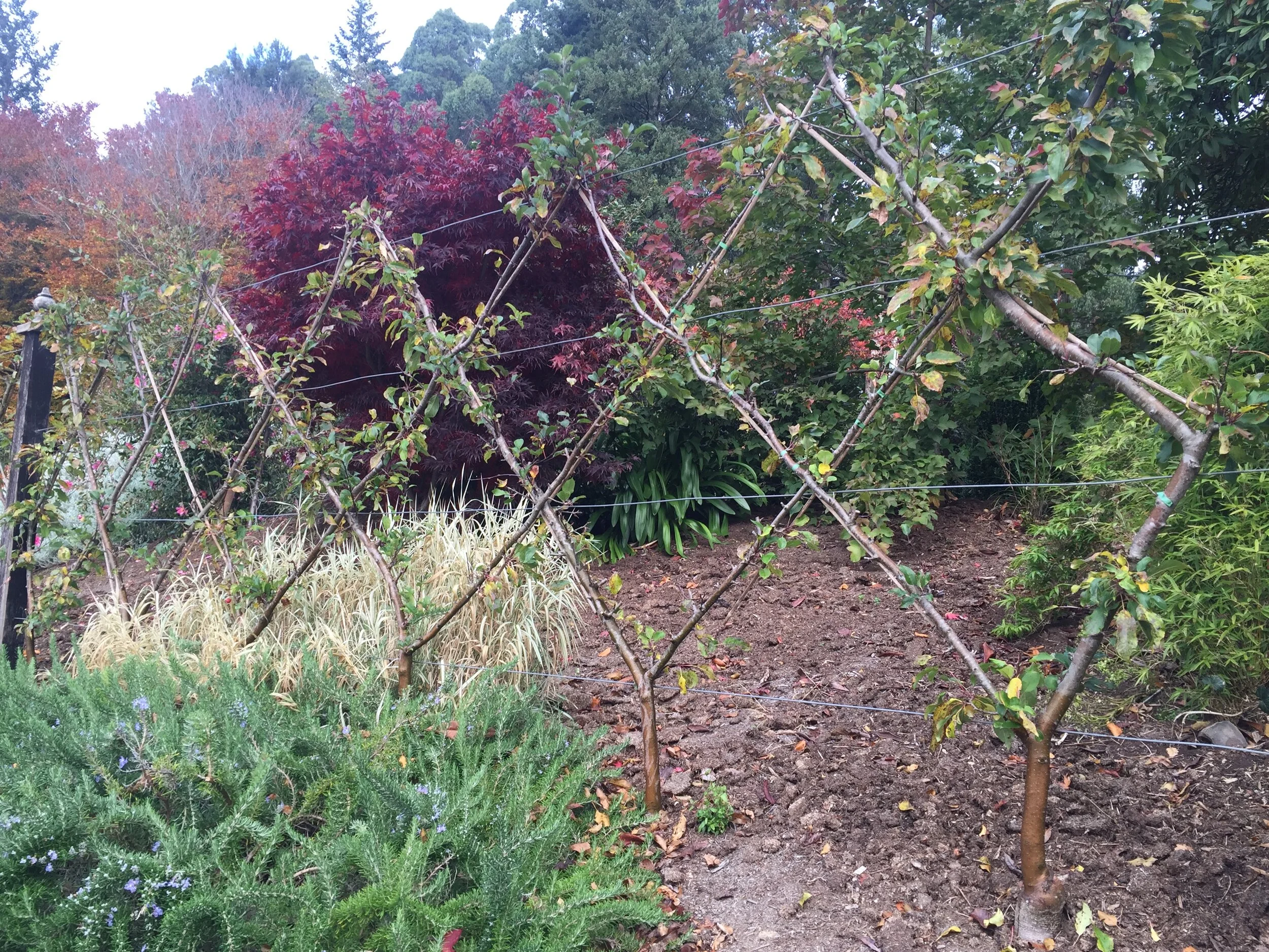 Espaliered pears underplanted with Rosemary, Cloudehill Garden, Olinda VIC.