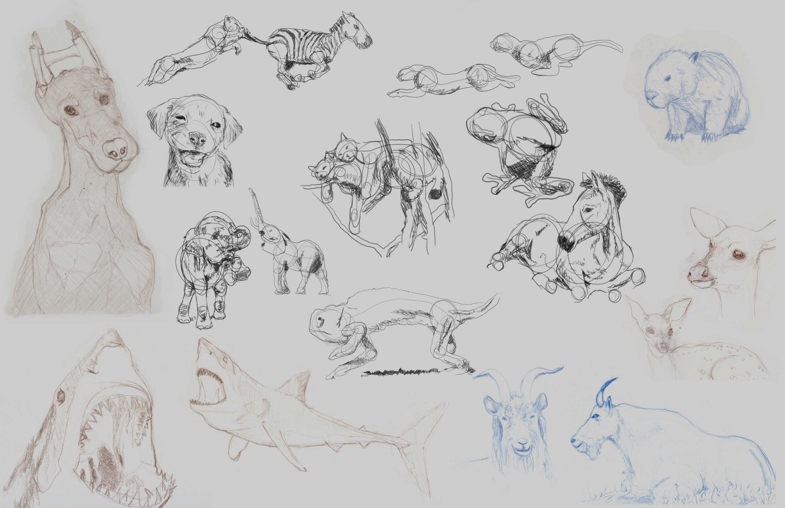 Animals Comp 001