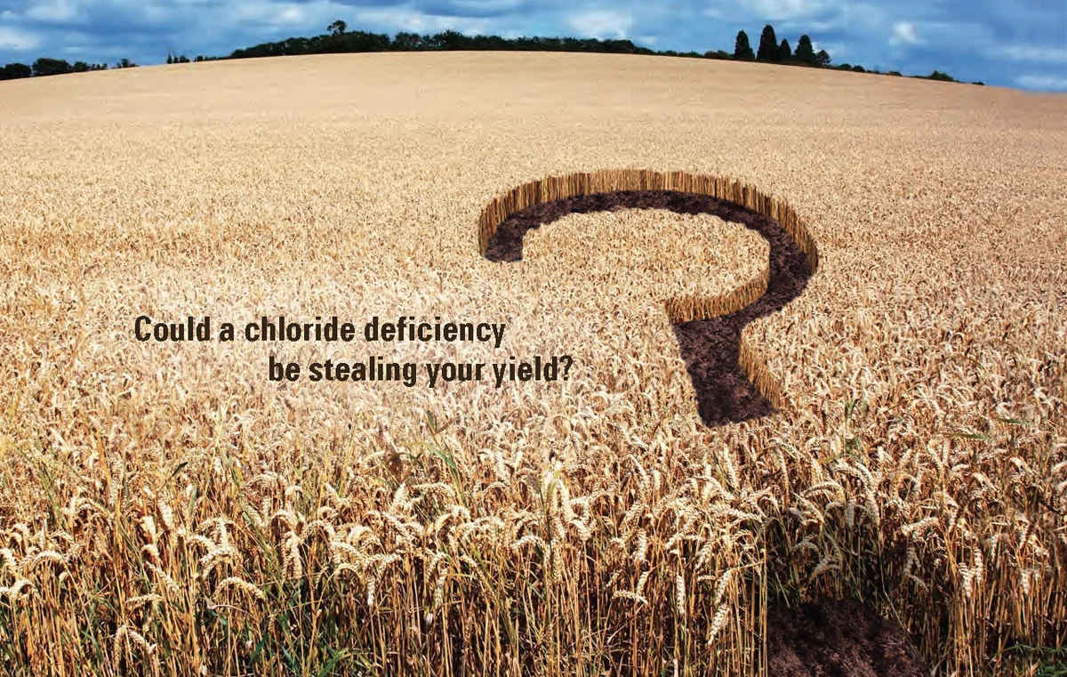 Chlori-Mag_Header-2.jpg
