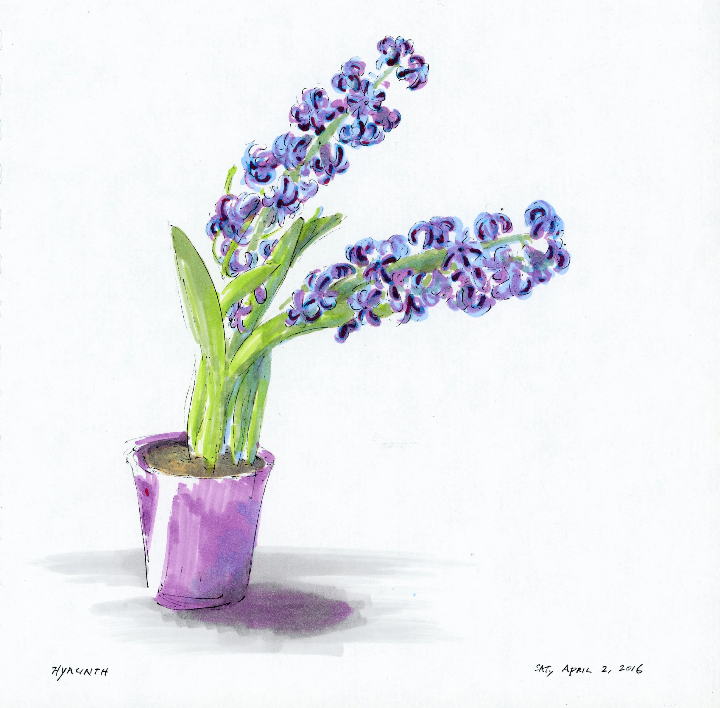 2016-04-02 - Hyacinth.jpg