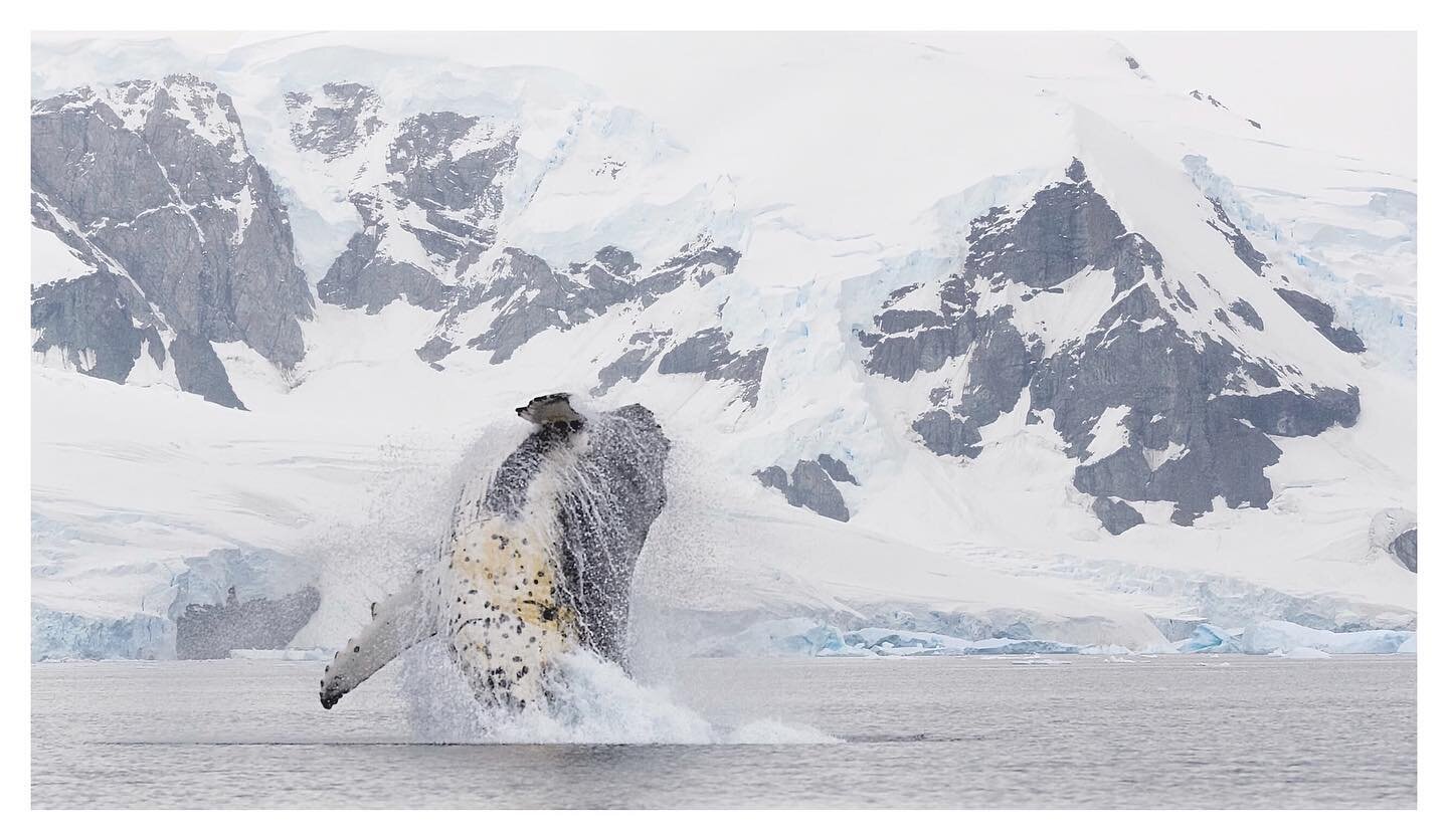 Breaching humpback in Antarctica. #polar #wildlifeaddicts #animalelite #wildlifeofinstagram #bns_nature #bestnatureshots #animal_captures #wildlifephotos #wildlifeperfection #allnatureshots #igscwildlife #rsa_nature #natureaddicts #naturephotoportal 