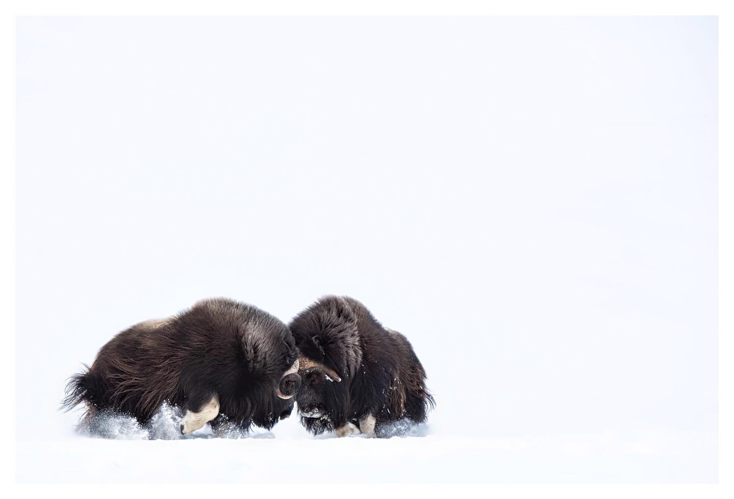 Musk ox throwing their weight around. #muskox #muskoxen #arctic #norwaynature #norgefoto #bns_norway #arcticnorway #dovrefjell #animalelite #wildlifephotos #wildlifeperfection #ig_discover_wildlife #mammalsofinstagram #igwildlife #creative_wildlife #