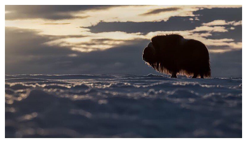Musk ox in early morning light.  #muskox #muskoxen #arctic #norwaynature #norgefoto #bns_norway #arcticnorway #dovrefjell #animalelite #wildlifephotos #wildlifeperfection #ig_discover_wildlife #mammalsofinstagram #igwildlife #creative_wildlife #allna