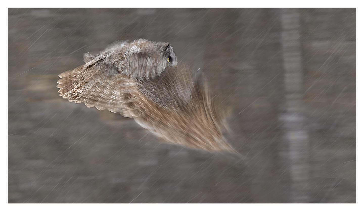 Great grey owl on a mission.  #bird #owl #raptor #greatgreyowl #owlsome #rapace #imagesofcanada #canadiancreatives #beautifulcanada #slowshutterspeed #your_best_birds #feather_perfection #pocket_birds #allmightybirds #bns_birds #igbirds #owlsofinstag
