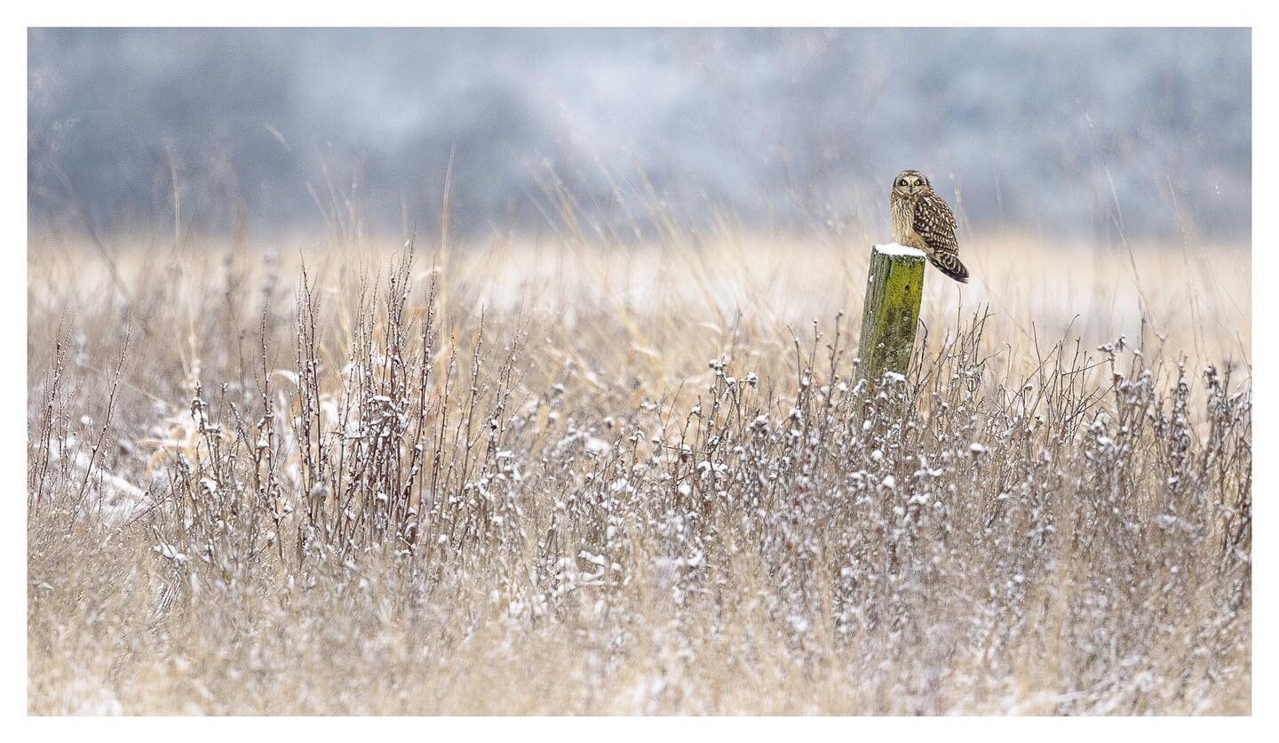 Short-eared owl after an early morning dusting of snow. #birds #owls #raptors #raptorsofinstagram #owlsofinstagram #best_birds_of_instagram #best_birds_of_ig #birdphotography #birdphoto #naturephotography #wildlife #pacificnorthwest #skagitvalley #sk