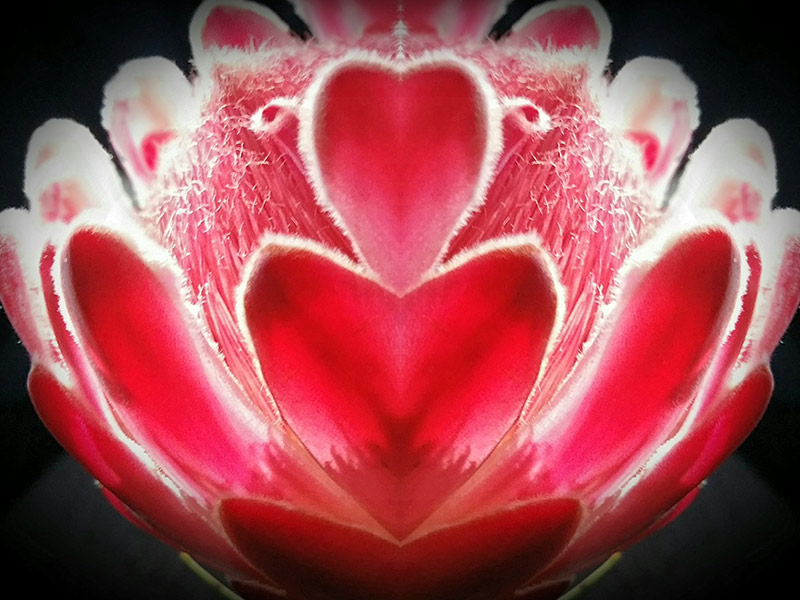Immense-heart.jpg
