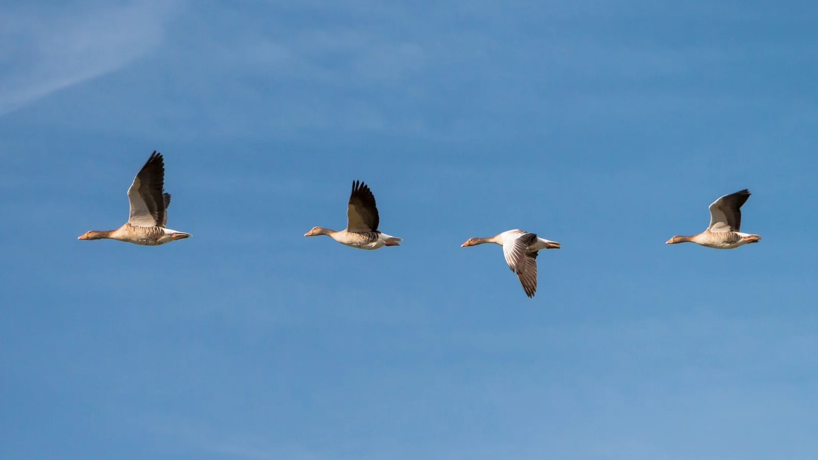 geese-fly-flock-of-birds-team-series-order-wing.jpg