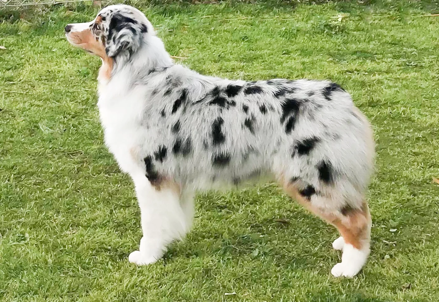 Shoreline Australian Shepherds – HARO