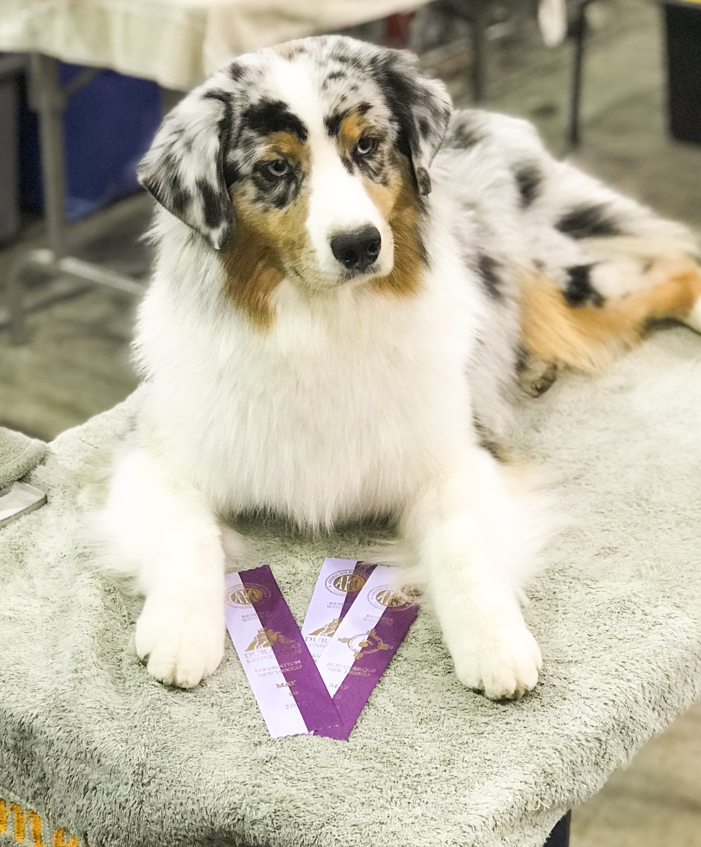 File:Blue Merle Border Collie. Female.jpg - Wikipedia