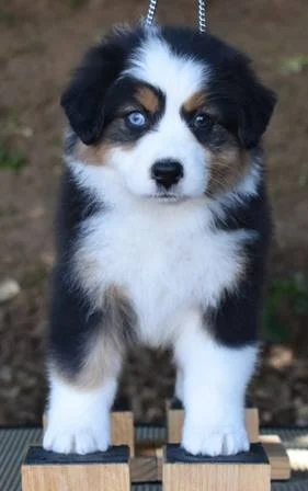 8 week old australian shepherd