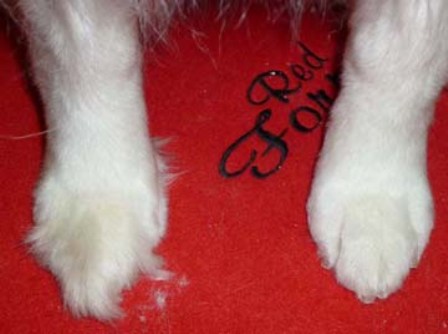 UNTRIMMED VS TRIMMED FEET