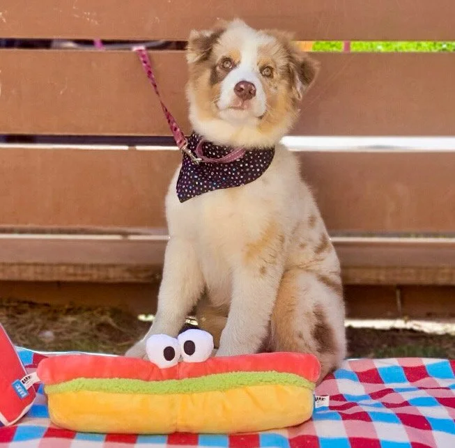 Red merle female available 