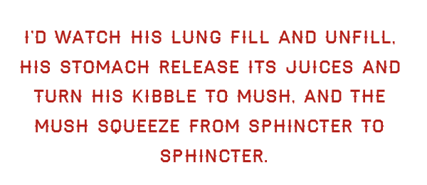 magg-1.png