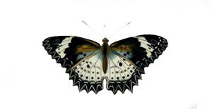 bfly-01.png