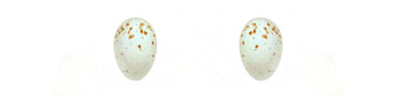 humingbird-eggs.png