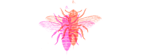 bee02.png