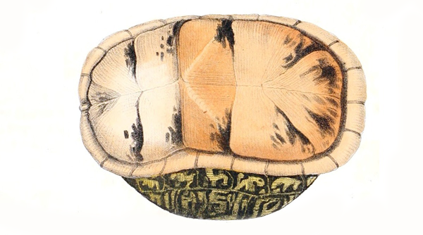 Animal-Reptile-Turtle-2Fc_02.png