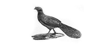 pheasant22.png
