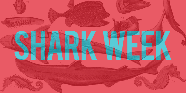 sharkweek-header.png