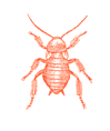 cockroach01.png
