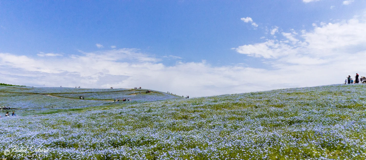 Nemophila Harmony - Baby Blue Eyes