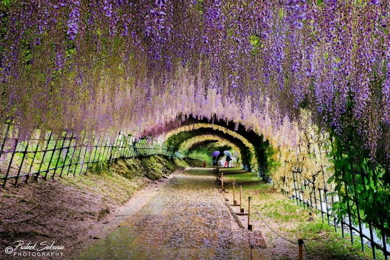 Wisteria Tunnel