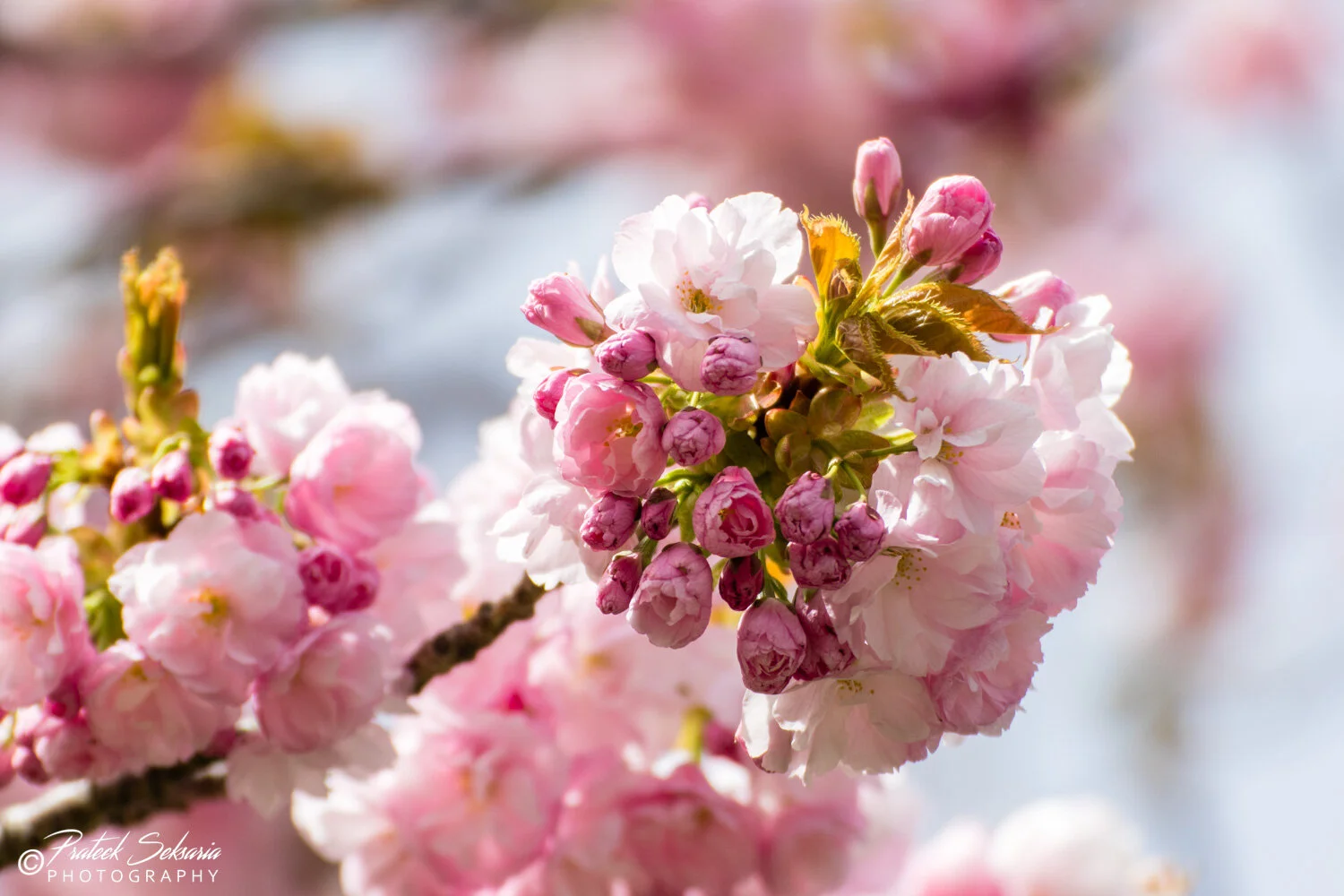 Sakura