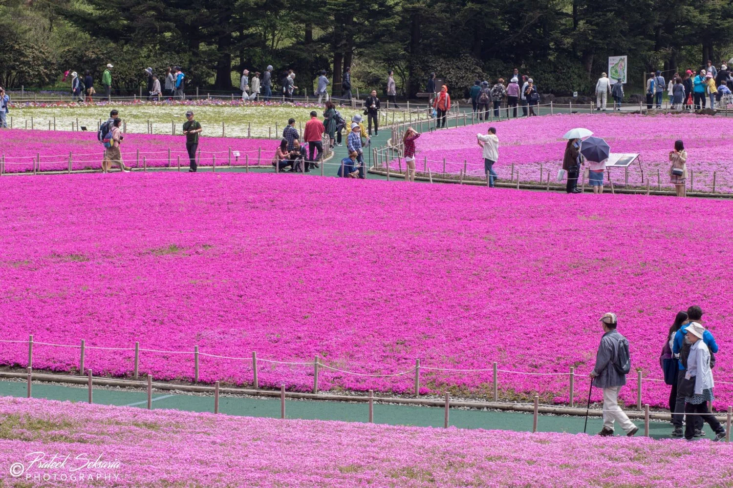 Japan-7808.jpg