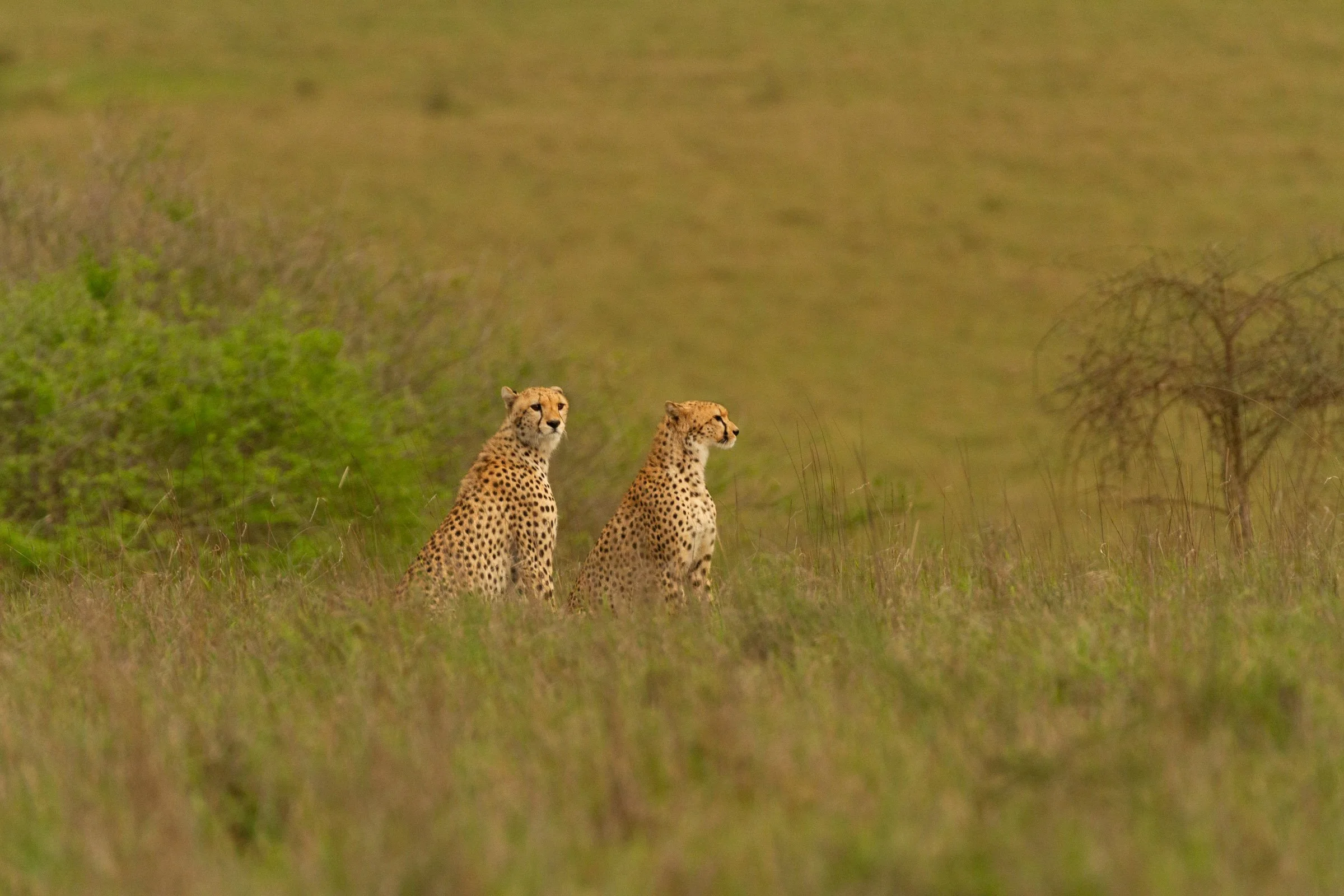 _MG_2587.jpg