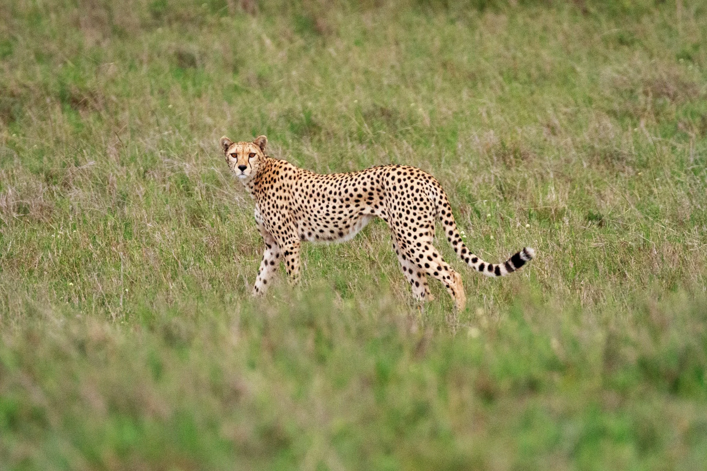 _MG_2606.jpg