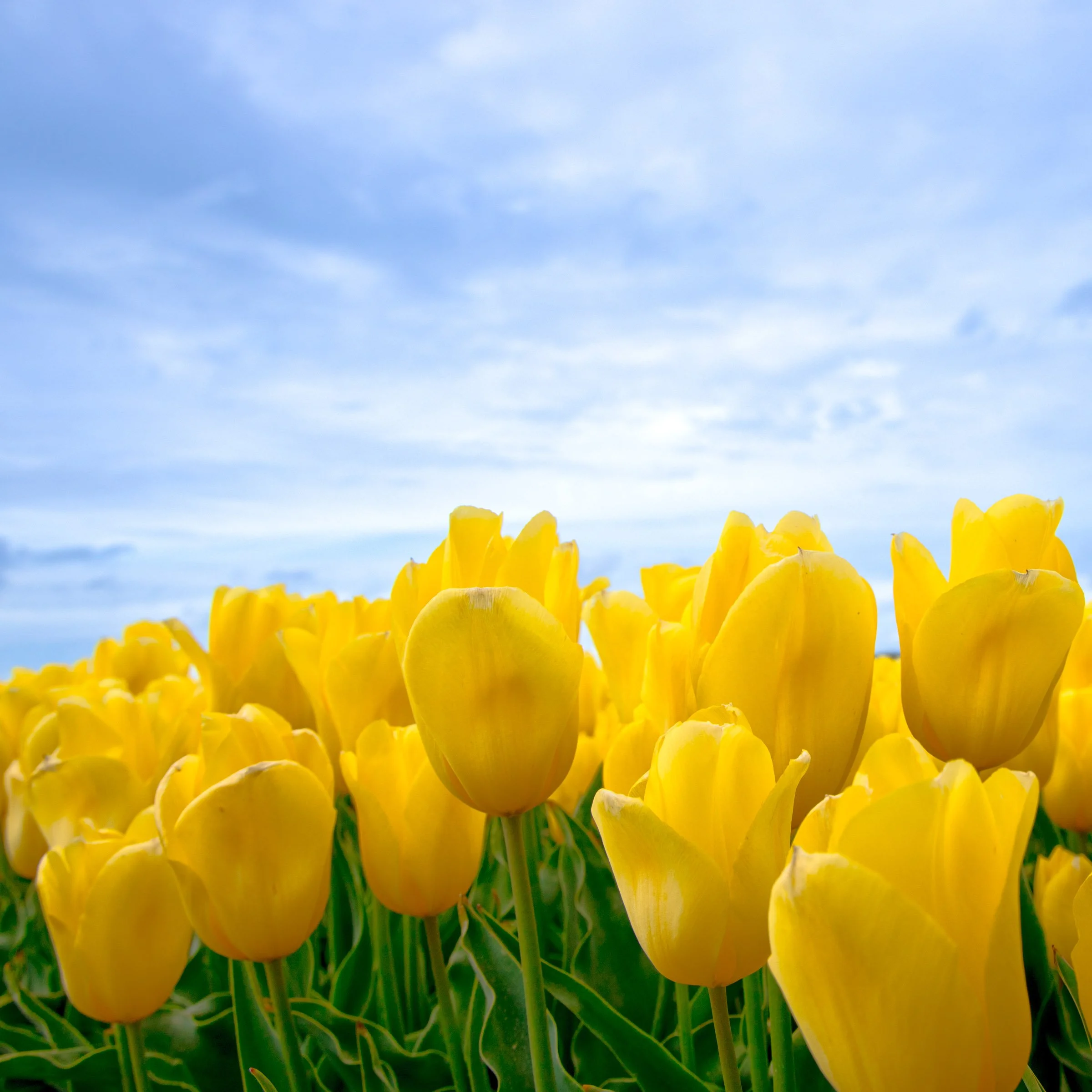 5C3A0261.jpg