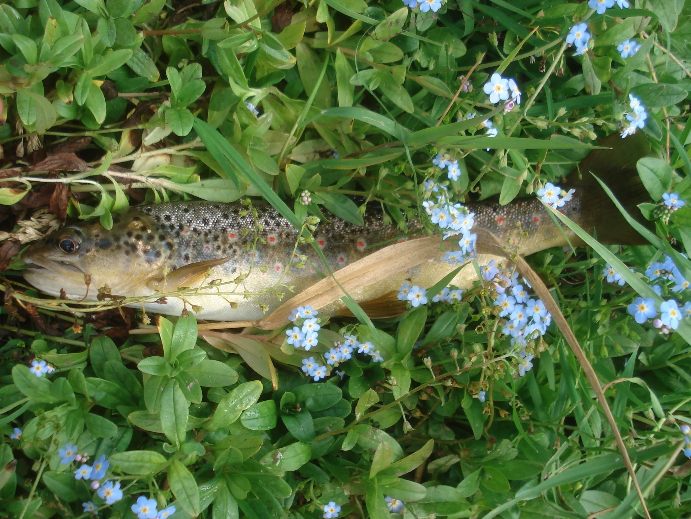 DSC06785.JPG