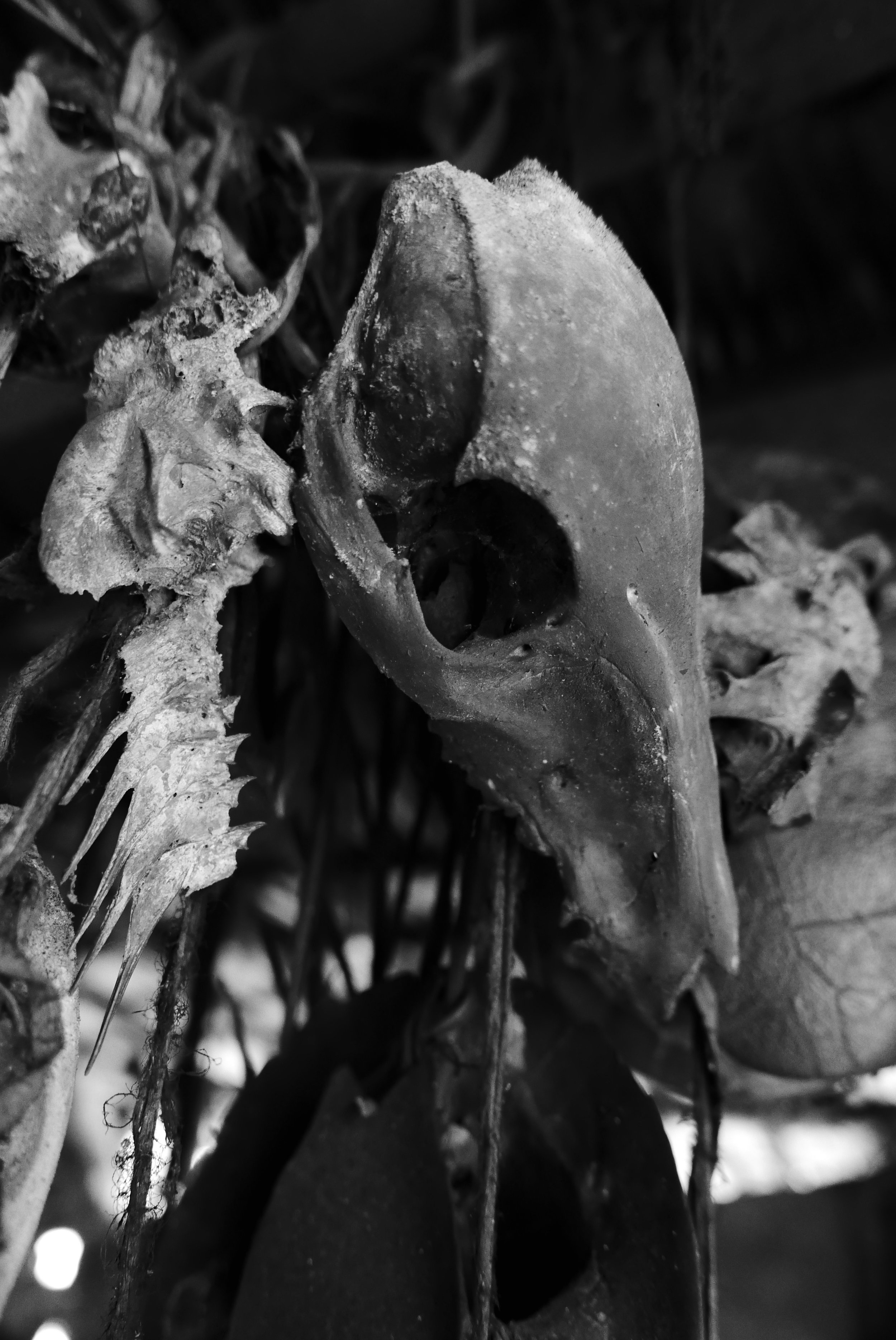  The Korowai traditionally hang skulls and bones from their past kills as ornamental decoration in the rafters of their treehouse homes 