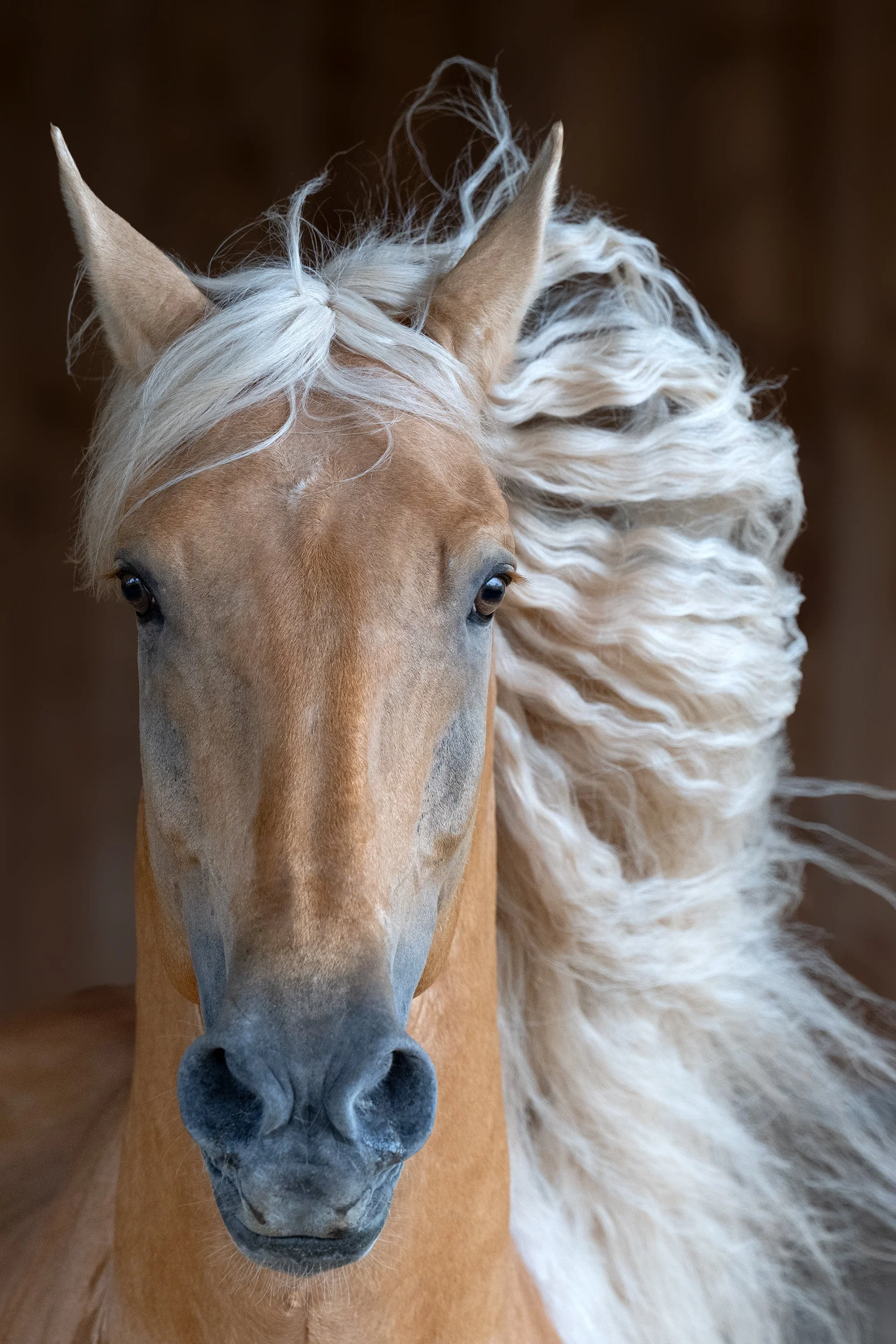 _DSC7551 vertical v2 squarespace.jpg