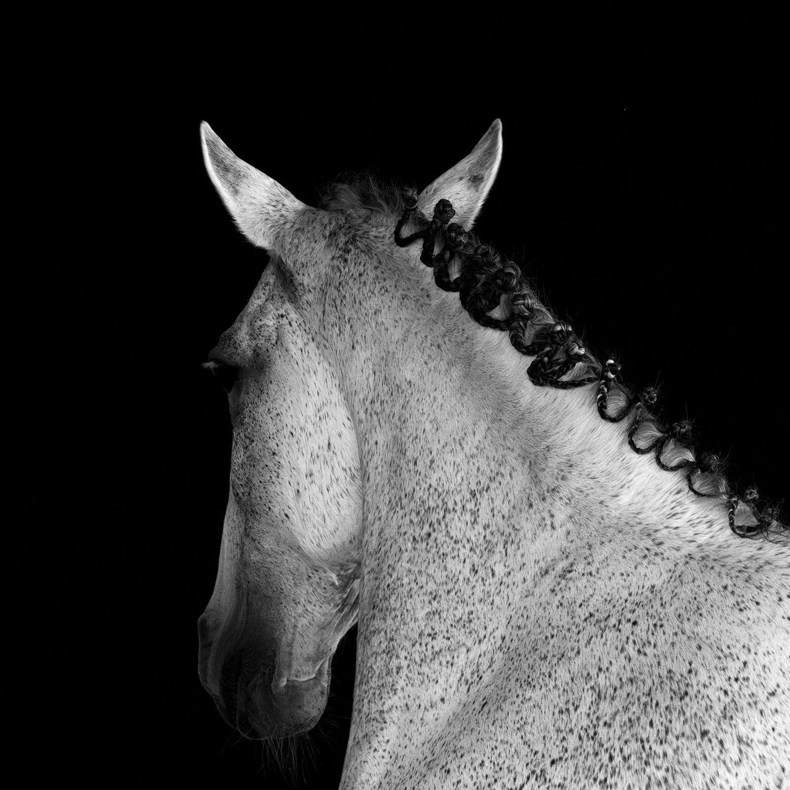 _DSC8418-Enhanced-NR_85% auto cont Squarespace.jpg