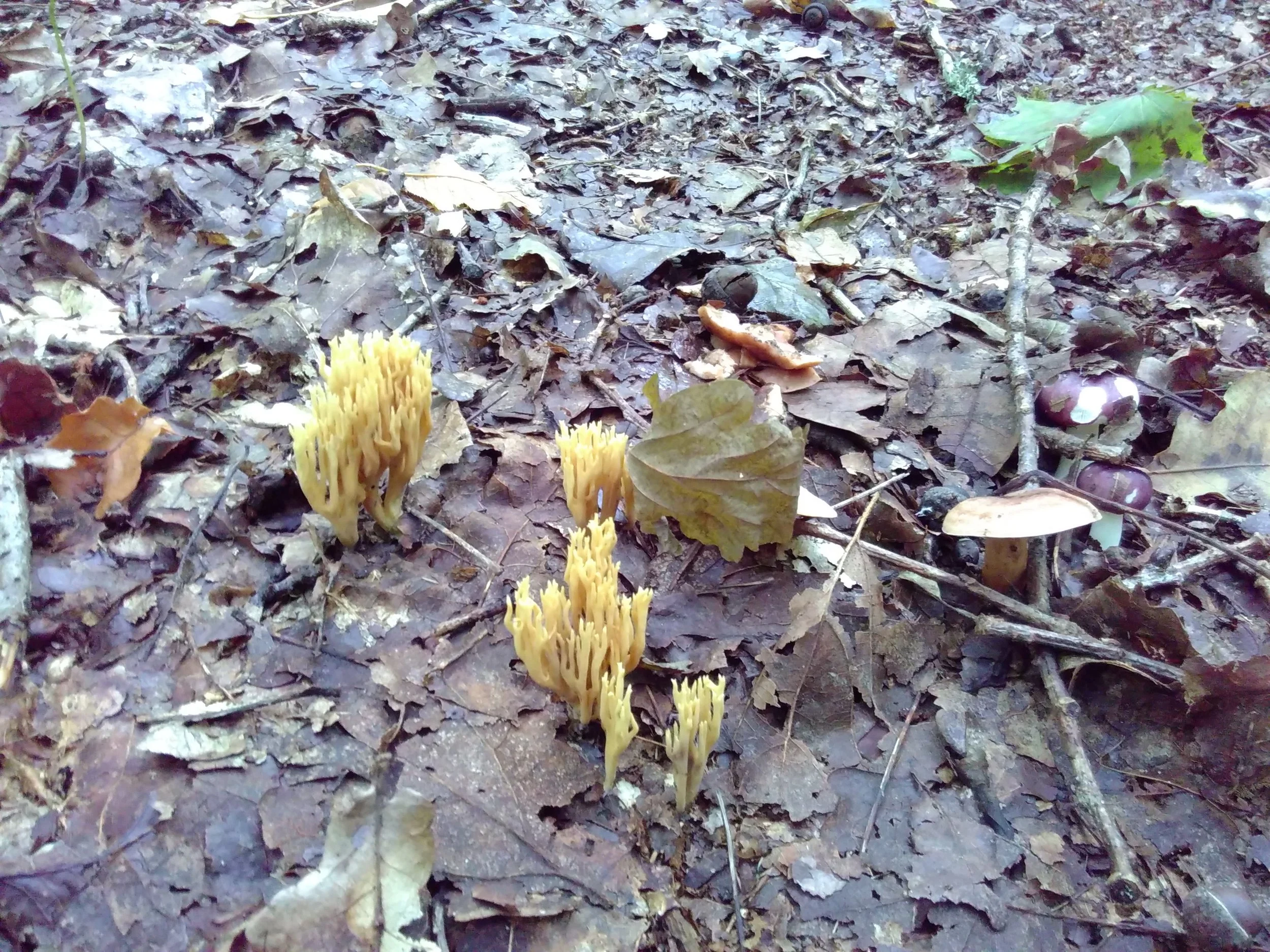 Fancy Lithuanian mushrooms.