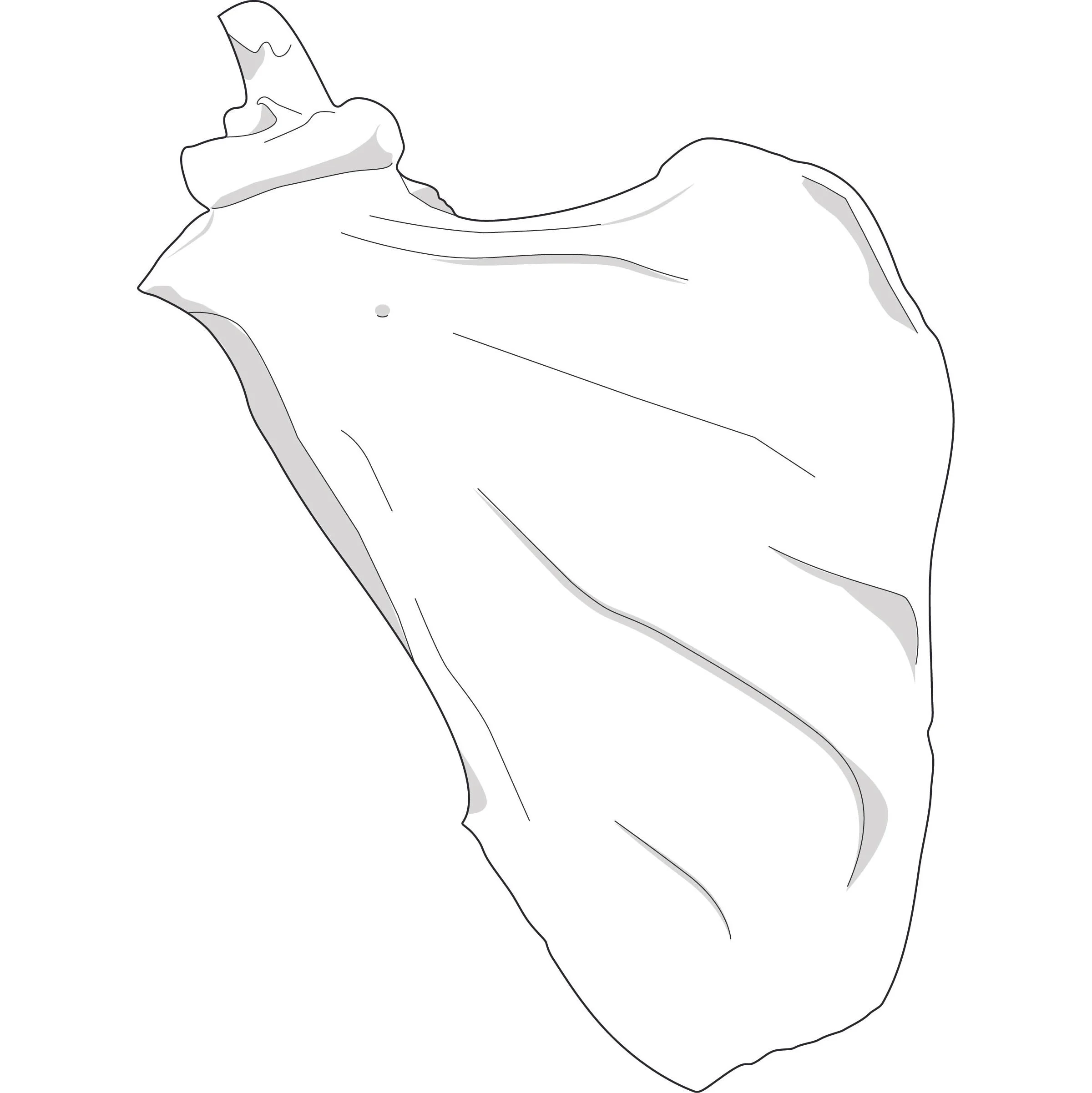 scapula_2 copy.jpg