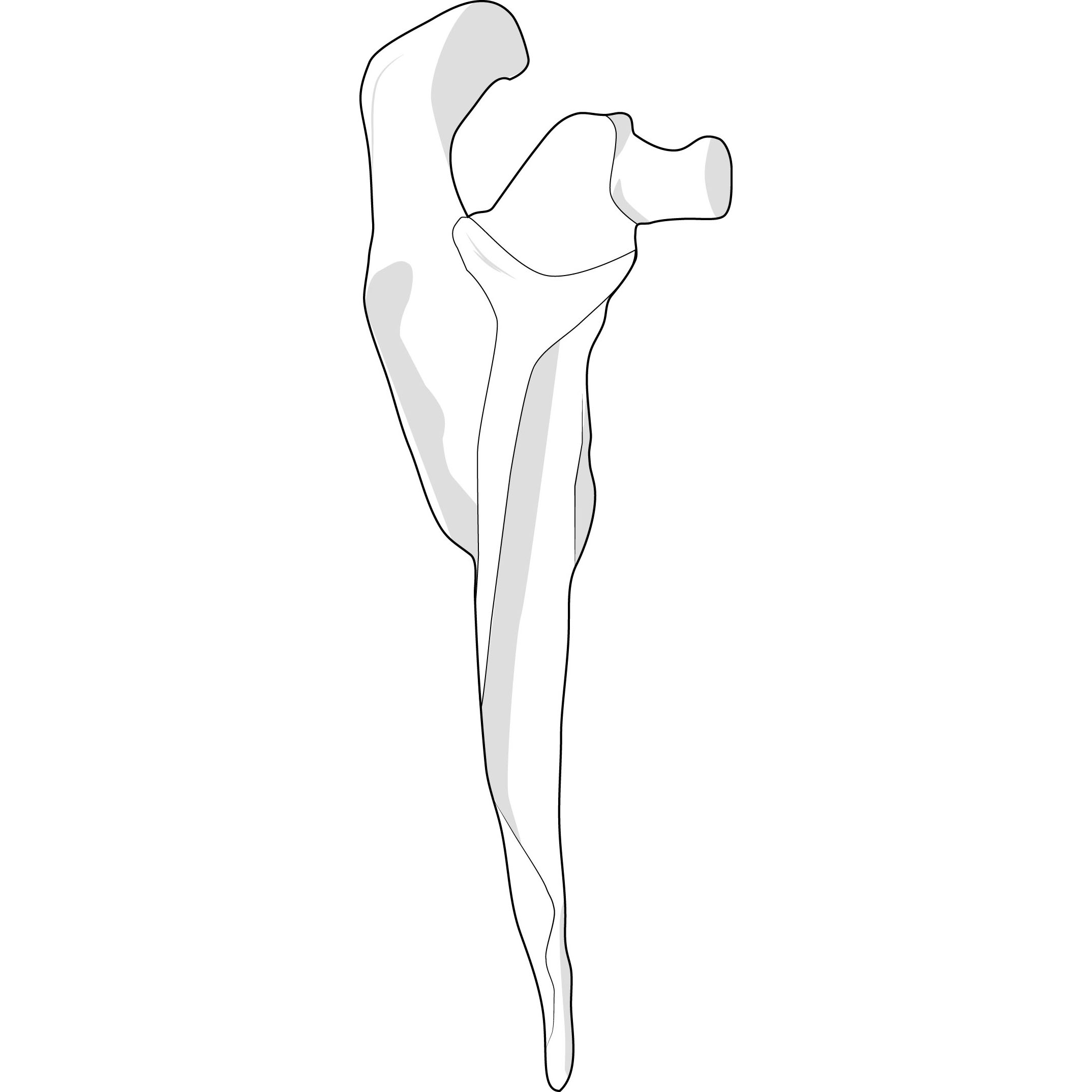 scapula_3 copy.jpg
