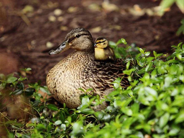 duck.jpg