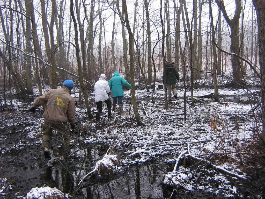 Cold Spring Wet Lands.JPG